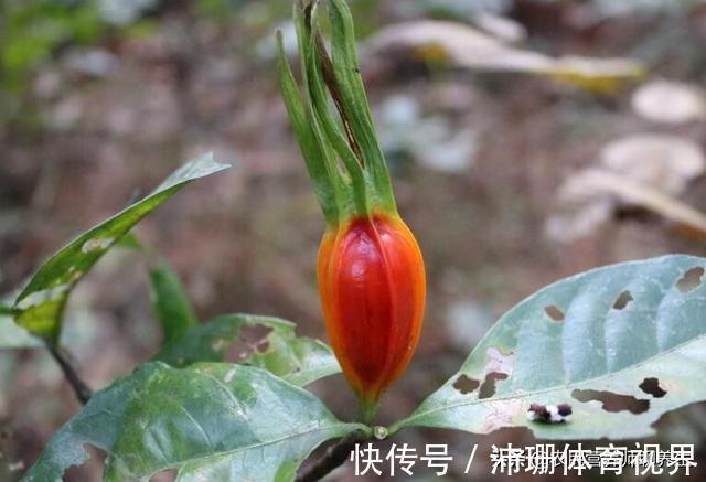 泡脚|农村枙子花你知道有啥妙用吗,煮水泡脚厉害啦,看完告诉朋友