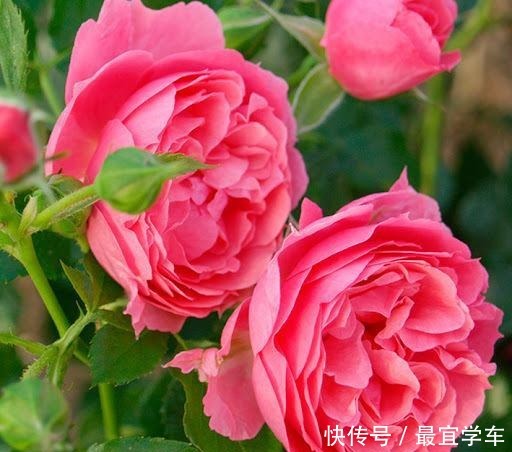 25款庭院月季推荐。助你打造五彩缤纷的庭院,丰花好养还能盆栽