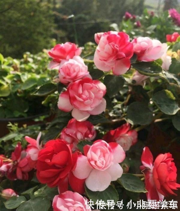 四季开花的花,我建议你养这1种,开花多多,比玫瑰和茶花都漂亮!