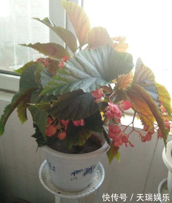 花期最长的室内绿植,一年四季开花,比绿萝还好养,扦插就能活