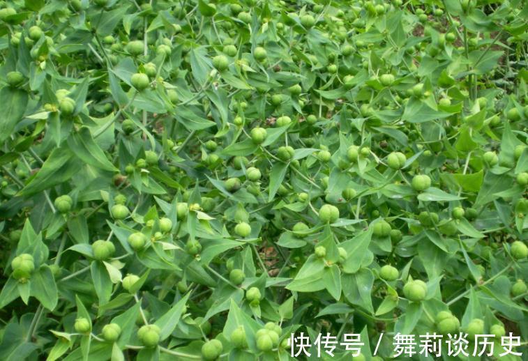 活血|想身体年轻，没事吃的好食物，促进排毒，活血滋补，吃了变年轻