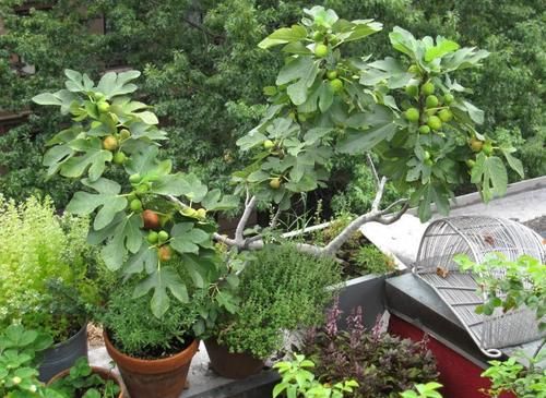 阳台养花过时了,盆栽这2款果树,赏花有果子吃,真令人羡慕