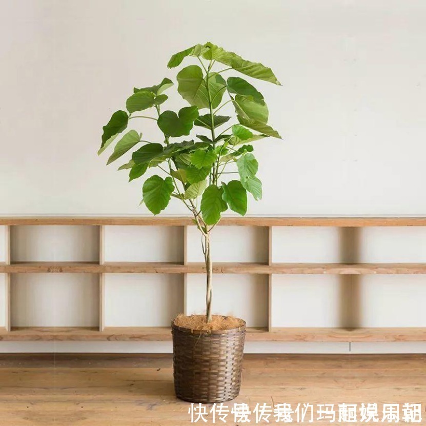 清新|最适合卧室摆放的9种植物，清新素雅，安全无毒，还特好养活