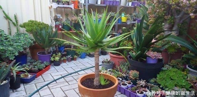 胶质|芦荟不值钱,养成“老桩”很稀罕,叶子胶质多,越老越值钱!