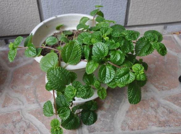 2种花,能让室内的“甲醛”减少,比“净化器”都有用,值得养!