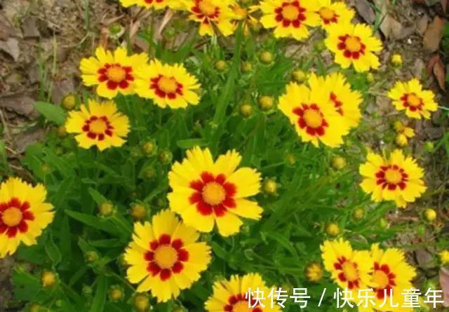 耐寒|花园里最好养的15种多年生植物，非常适合新手，你家有吗