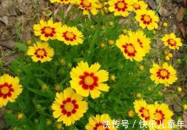 花园里最好养的15种多年生植物,非常适合新手,你家有吗