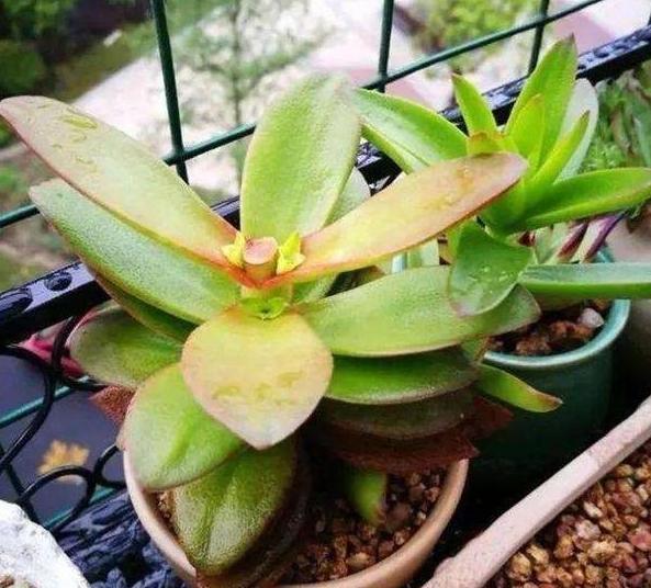 给''砍头''多肉摘老叶，调整这3方面供给，侧芽个个长成小莲花