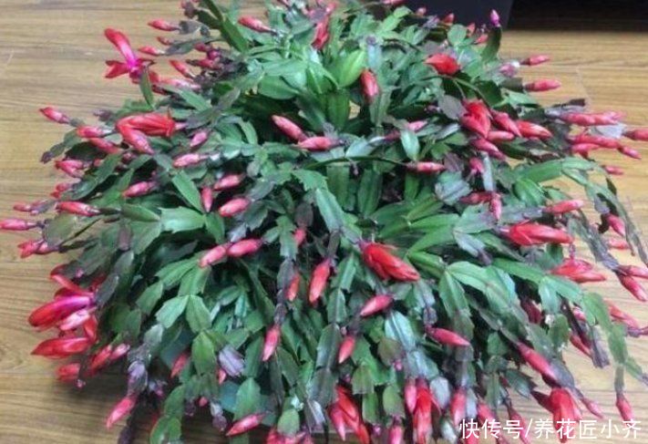 春季蟹爪兰叶片打蔫不精神,教你做4步,叶片变饱满,不停冒新叶