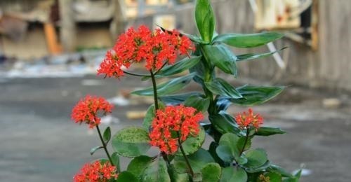 夏季长寿花黑腐现象严重，“反着”来养，养出更多侧芽更容易爆盆