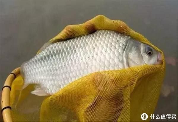 玉米面|夏季外出钓鱼，这2款自制饵料来助你，取材方便效果绝佳，别错过