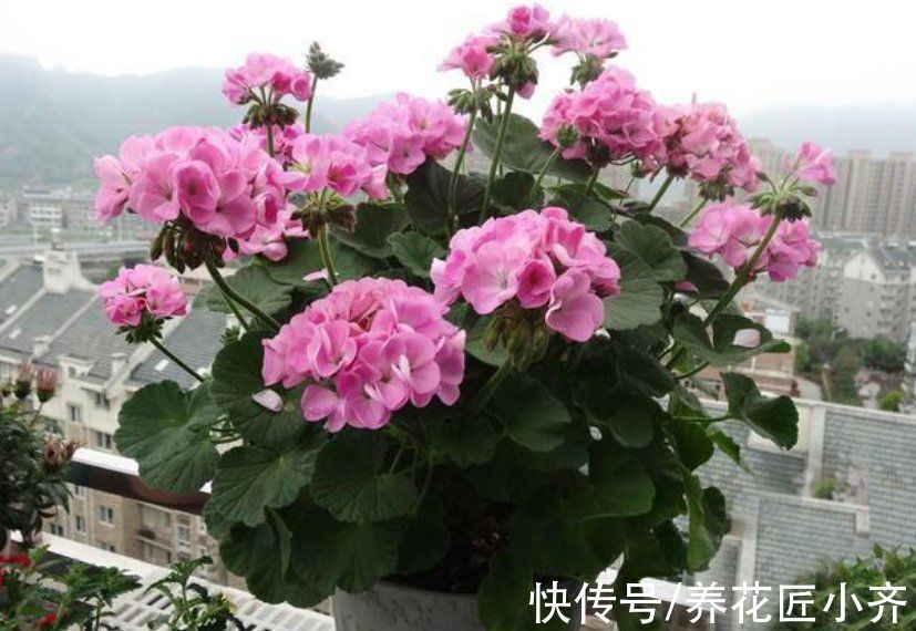 阳台|秋季阳台养花，首选这6种，只要有光照，花多易开爆