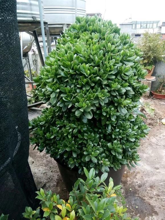 4种花现在还不能多浇水,少浇水反而长得旺,非常适合懒人盆栽