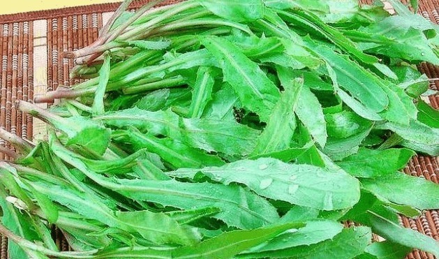 皇帝|农村一野菜,味道虽苦但很多人喜欢吃,相传皇帝也称赞