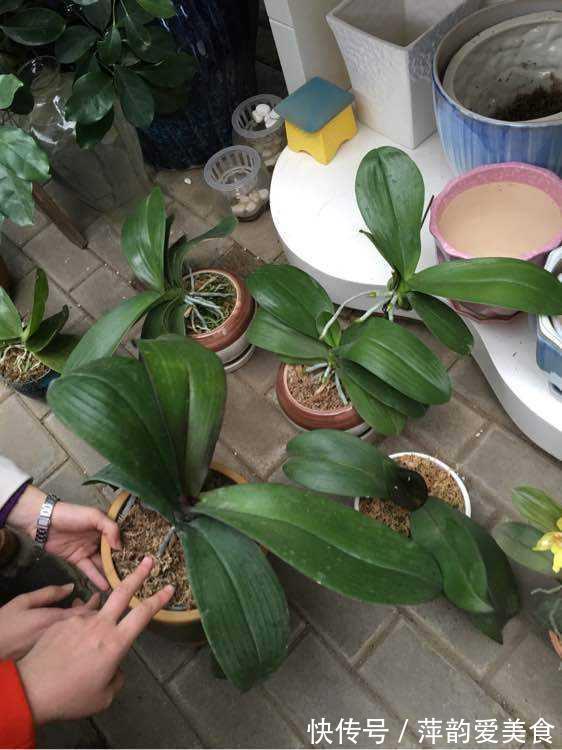 花盆|蝴蝶兰开败了?丢了就是扔钱,3个要点做好,来年蝴蝶花满屋