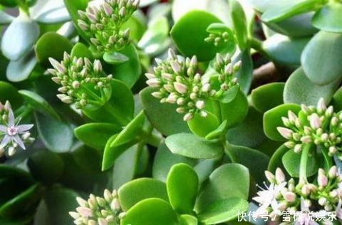 盆栽|3种''名贵''植物,越养越值钱,养好能当''传家宝'',小白快入手