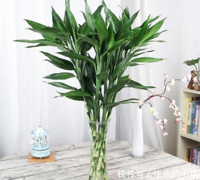 春节到了,家里养上2种花,漂亮、喜庆、有年味