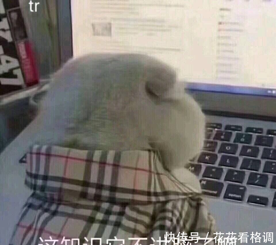 表情包第六期，这知识它不进脑子啊