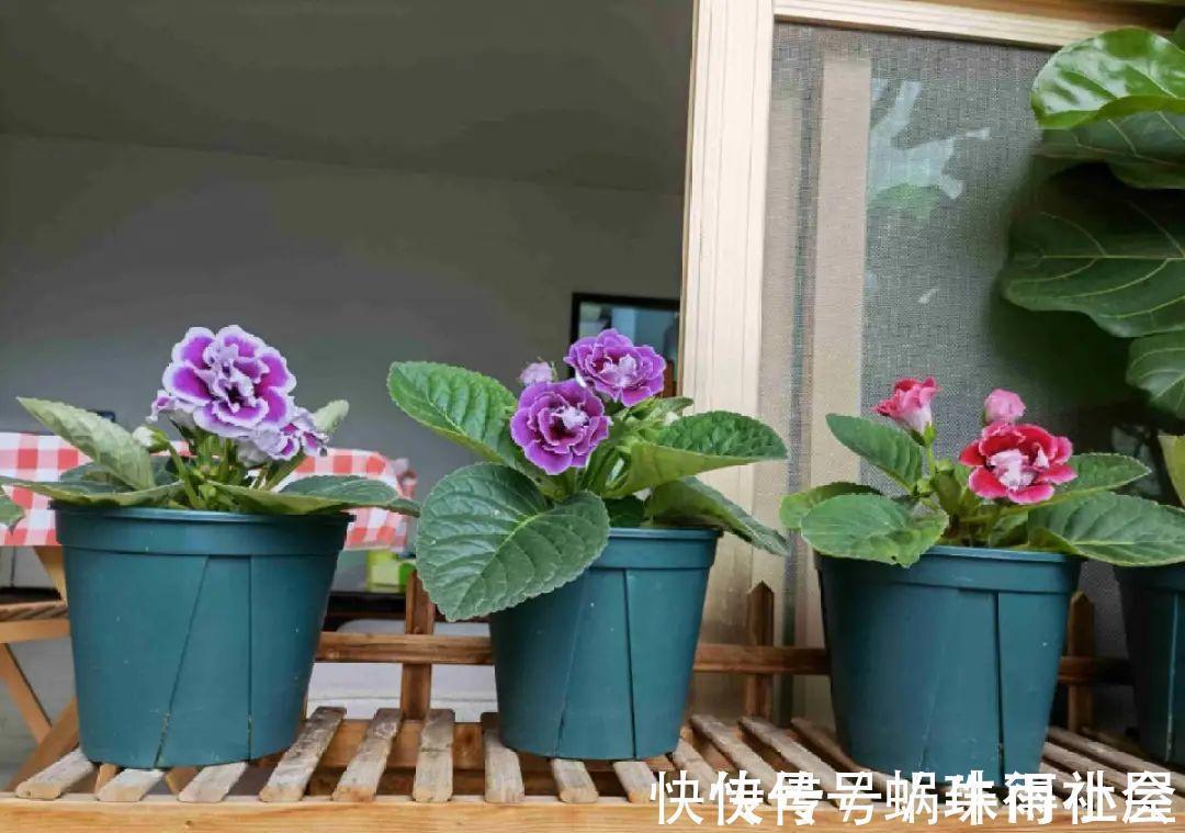 铃兰|30℃以上,10种花就先别养了,买一盆死一盆,别怪我没提醒你