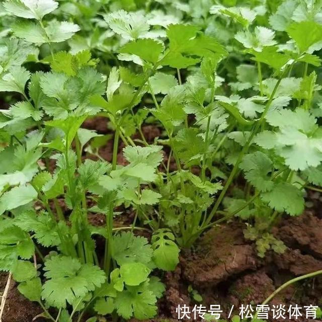 金桔|女人想要“老得慢”,记得常吃7种食物,价格不高,人人吃得起