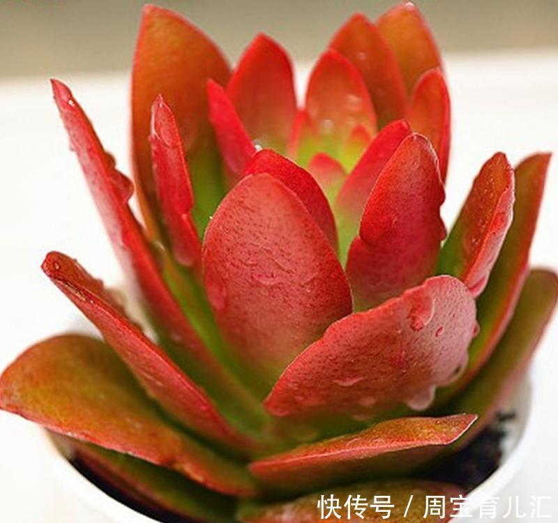 冬季火祭变绿啥原因?做好4点,颜色红得更鲜艳