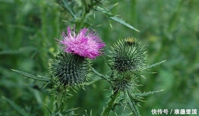 植物|農村有一種植物，農村很喜歡采摘來掛門上，關鍵時刻還能救命？