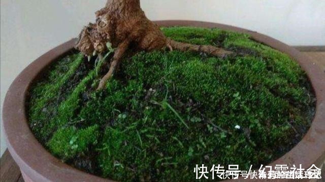采集|养盆景，怎样才能在盆面上长出青苔，增加观赏性！