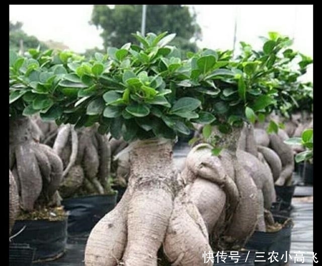 养护|榕树盆景在北方也可以养护的很好