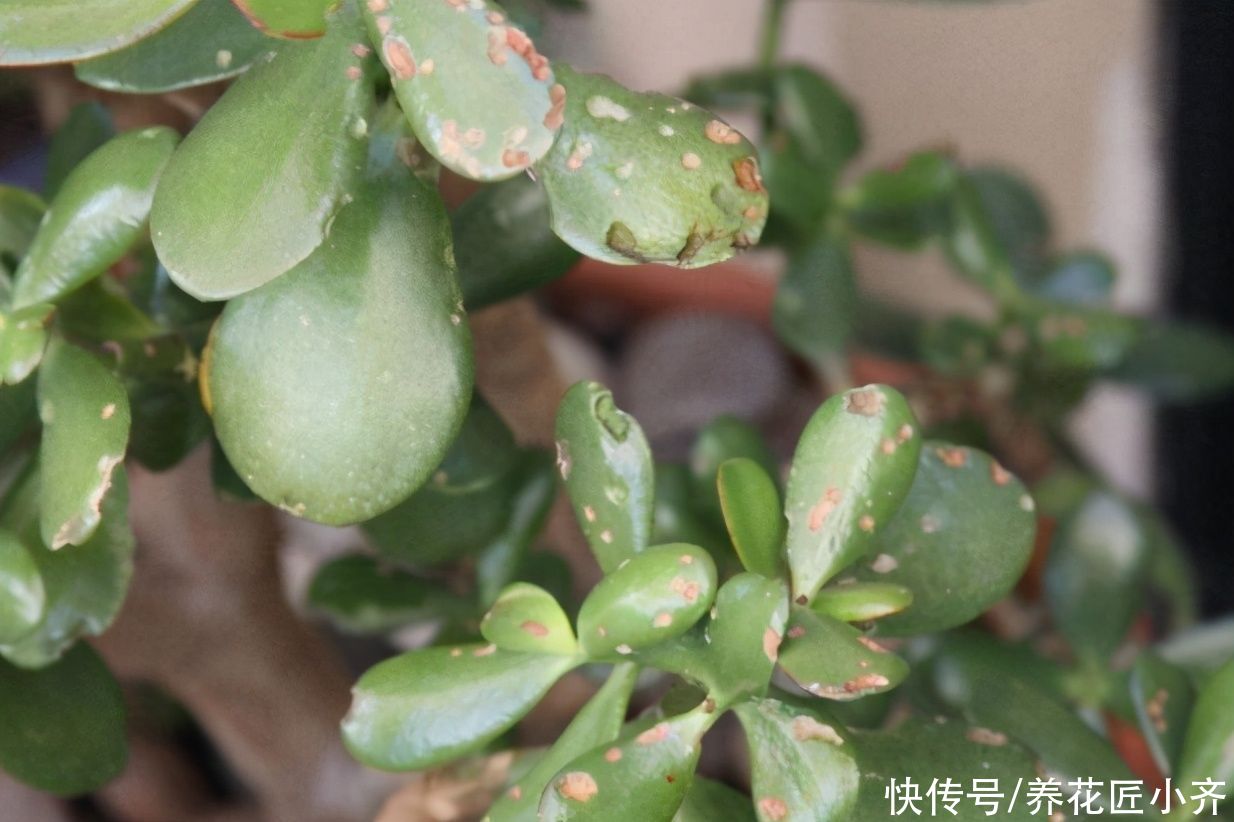 家里养花，土可以不买，但这“三样”一定要准备着，养好全靠它们