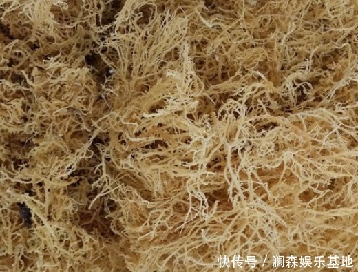 素菜|它形似龙须,生长在海边石头上,曾被喂鲍鱼,今成“素菜之珍”