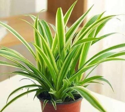 达人|用了鸡蛋养花之后,我也成了养花达人了!