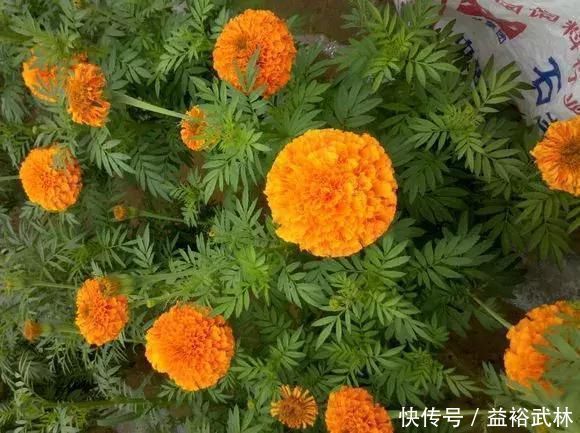 5种花蚊子“不喜欢”,好看还好养,是天然蚊香,值得多养几盆