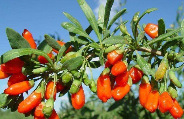 养花|不会养花,就养这2种绿植,好养能吃花芳香,两年长成盆景