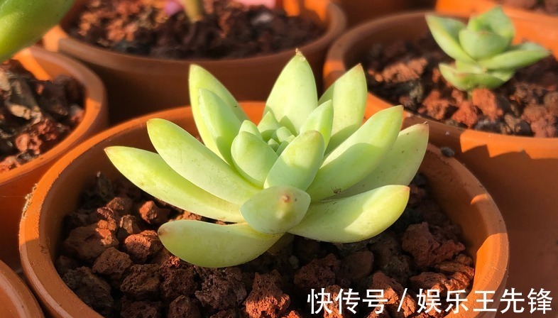 秋季该怎么给多肉浇水？摸清楚这4点，叶子水灵灵，不会没精神