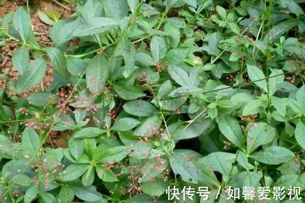 马齿苋|在农村见到这种野菜,切记只摘叶子,不要拔根,因为太珍贵了!