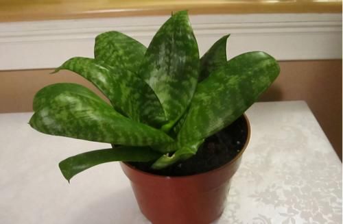 春天常去“轧马路”的人，多捡些它们养花吧，省钱实用