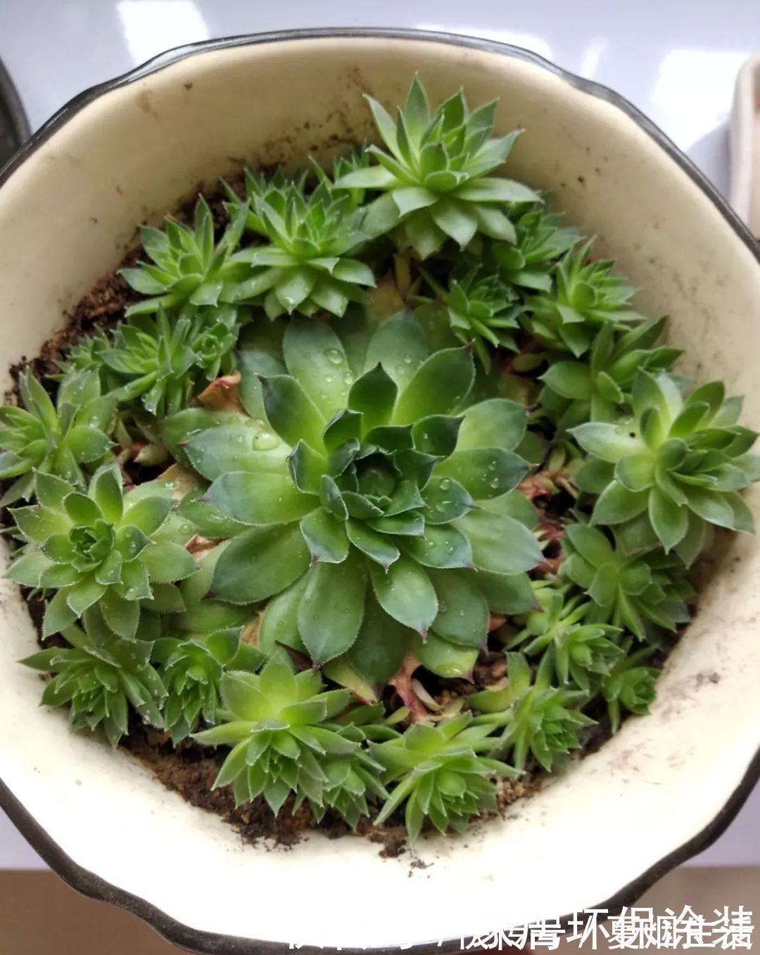小球|养花达人:张大爷家的花,1年养成“大转盘”,1次冒出25个头!