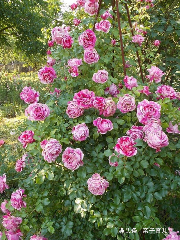 喜欢玫瑰,就养盆“高档玫瑰”萨斯特雷,红艳欲滴,富贵华美!