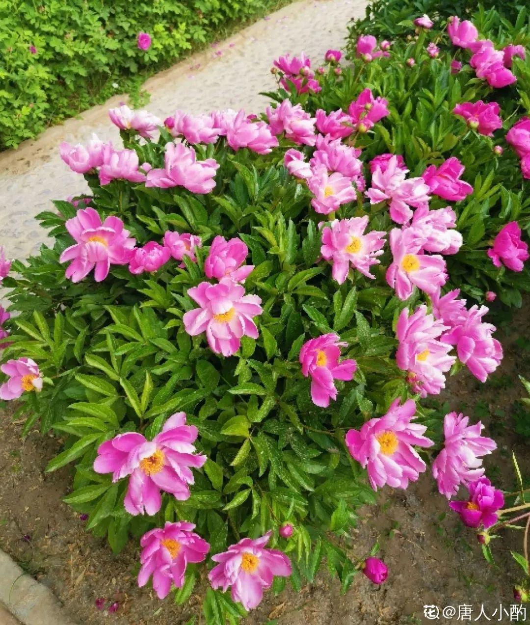 再穷也要养长寿花,寓意好、开花美,养人又养家!