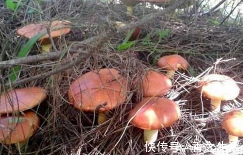 肌肤|促进身体健康的食物，女人坚持吃，促进消化，滋养肌肤，谁吃谁好