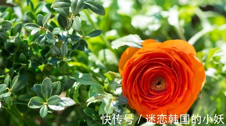 花毛茛开花后怎么养,花毛茛养殖方法总结