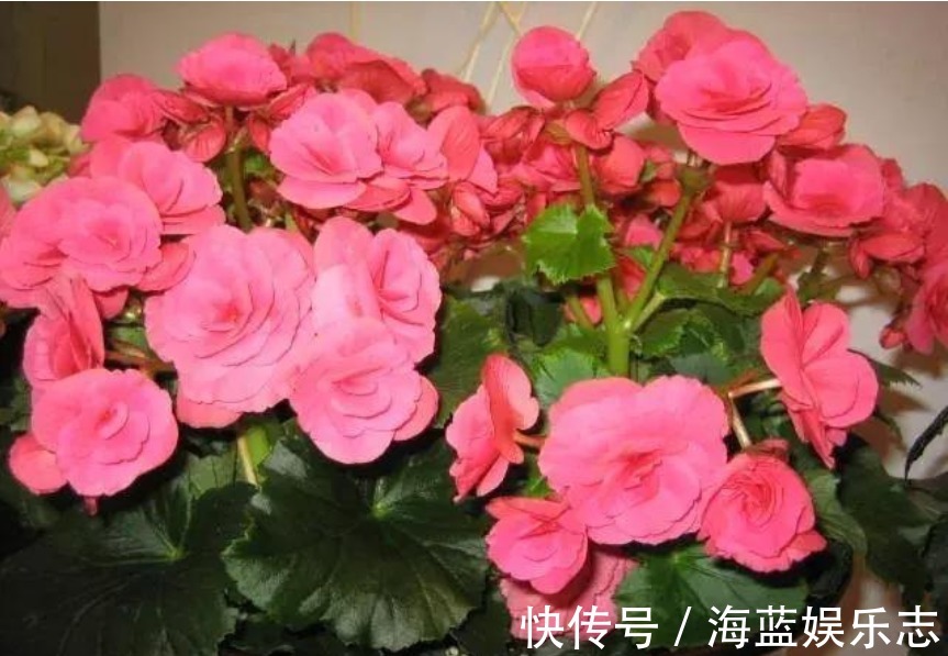 养花|家里3种垃圾“不要丢”用来养花,透气营养长得旺,养啥都爆盆