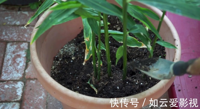 晾晒|吃不完的老姜这么一盆栽,来年就能收获新姜,平时堪当驱蚊剂
