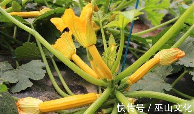 冬季|冬季适合多吃3种食物，营养丰富、延缓衰老，早吃早健康！