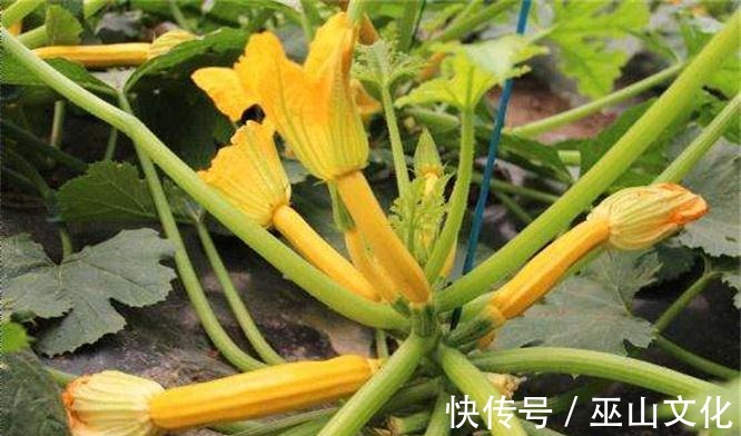 冬季|冬季适合多吃3种食物,营养丰富、延缓衰老,早吃早健康!
