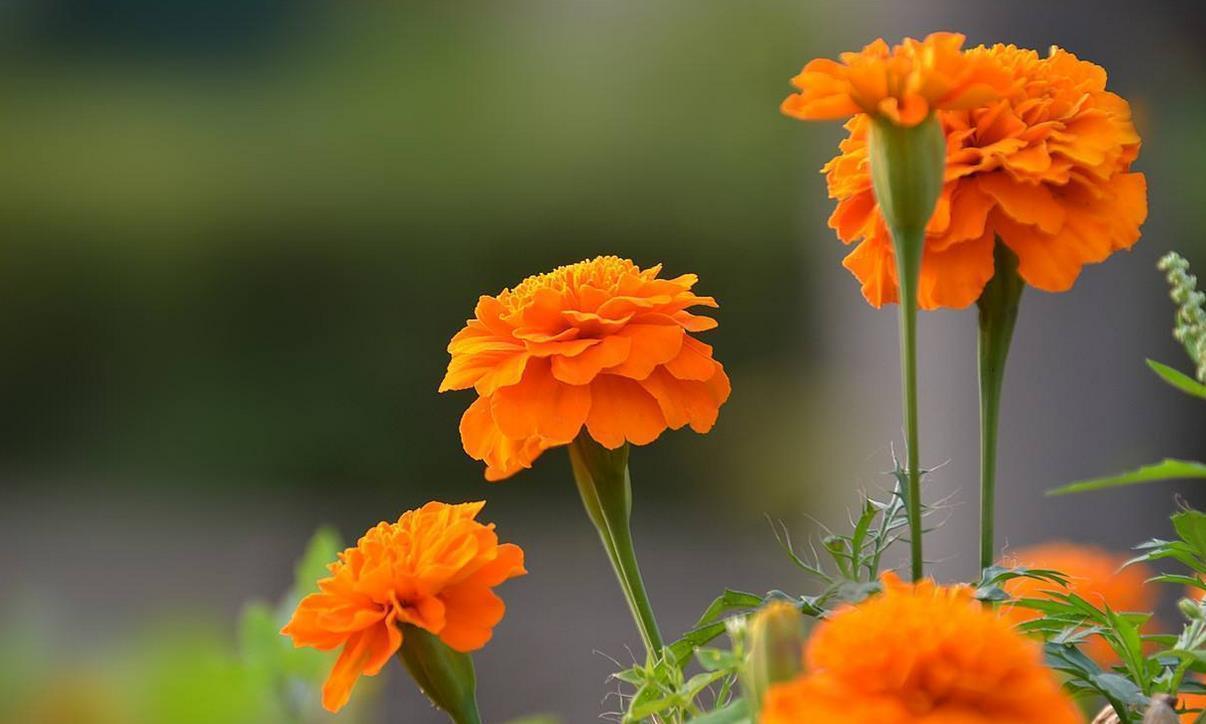 客厅|这几种特殊花不能放在客厅,别看开花美,但花香实在顶不住