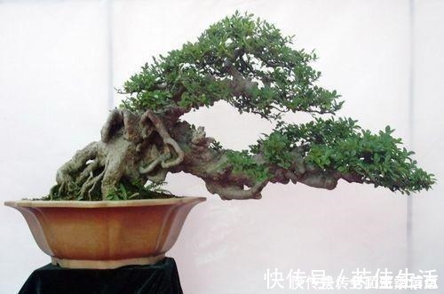 客厅|这“3种树”有钱人最爱养，比花还好看，客厅摆几盆，福气滚滚来！