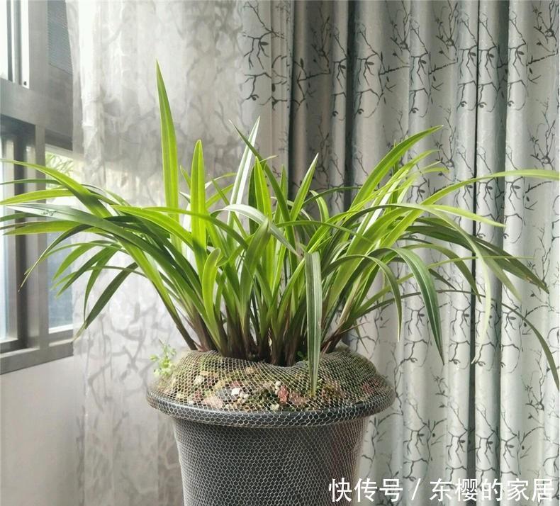 腐叶土|养兰先养根用这免费料养出粗壮大白根，兰花开花多又香
