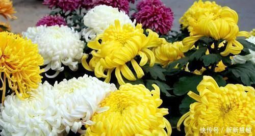 肝脏|肝不好的人,平时可以常买一些它来吃,养护肝脏,或远离肝病