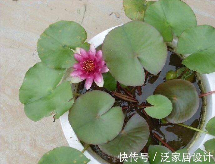睡莲|旧土养花,简单一加工,肥效成倍,3种花谨慎用土,用了难养活